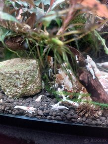 Predam krevetky caridina smile - 2