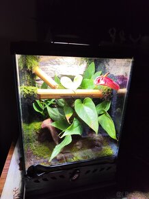 Terarium Exo terra - 2