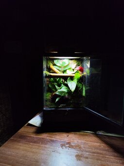 Terarium Exo terra - 2