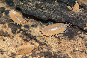 isopody - Porcellio laevis “Orange” - 2