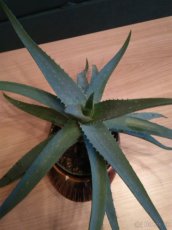 aloe vera - 2