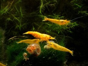 krevetky (Neocaridina) - 2