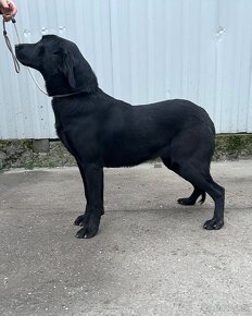 Labrador Retriever s PP - 2