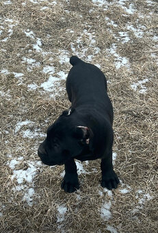 Šteniatko Cane Corso – úplne čierny psík - 2