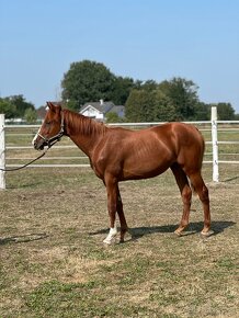 Predám žrebca quarter horse - 2