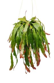 Pseudorhipsalis ramulosa - 2