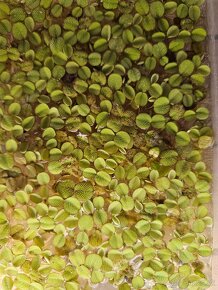 Lemna minor, Limnobium laevigatum, Salvinia natans - 2