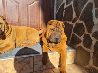 ⭐️SHAR-PEI šteniatko - 2