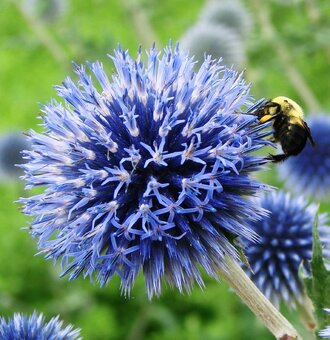 Echinops bannaticus "Blue Glow" - Ježibaba modrá - 2