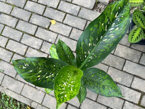 Dieffenbachia Crocodile - 2