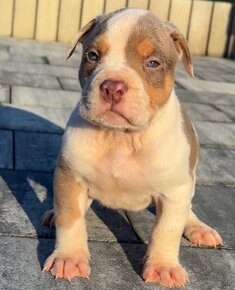 American bully xl, pitbull xxl - 2