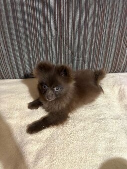 Predam steniatko pomeranian - 2