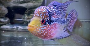 Flowerhorn samička Č. 1 - 2