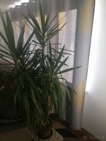 Yucca/Jukka - 2