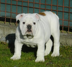 Anglický bulldog - 2