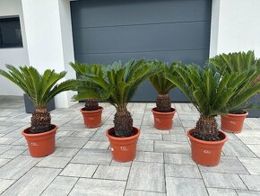 Cykas japonský (Cycas revoluta) - 2