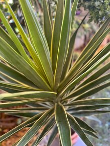 Stredomorská rastlina, Yucca elephantipes ´Puck´ - 2