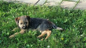 border terrier - 2