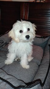 Maltipoo - 2