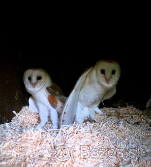 Sova pálená (Tyto alba) - 2