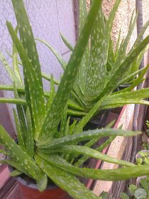 Aloe vera  kaktus, citronovník.,,oleander. trúbkovec. - 2