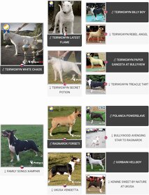 Bull terrier - PP - krytie, chovný pes - 2