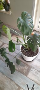 Monstera deliciosa - 2