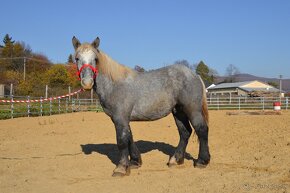 Žrebec na predaj - Percheron - 2