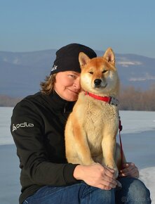 Shiba  inu s PP - 2