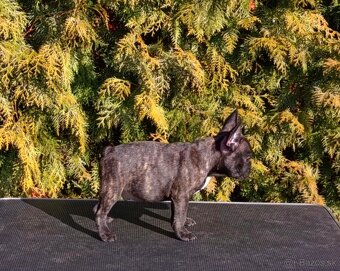 French bulldog/ francúzsky buldoček s PP - 2