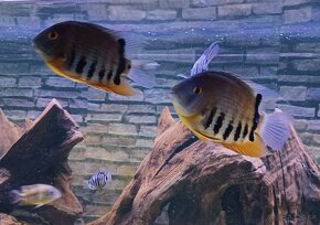 Heros severum - 2