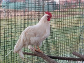 Leghorn - kohuty - 2