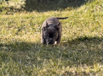 American Bully micro - 2