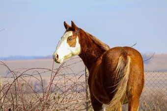 APH kobylka , paint horse - 2