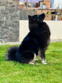 Eurasier / Eurazier s PP / sučka - 2