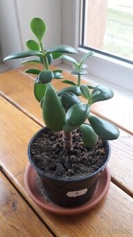 Crassula Ovata - tučnolist, Strom peňazí - 9 Eur (č. 9) - 2