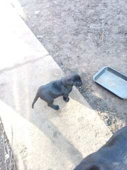 Cane corso - 2