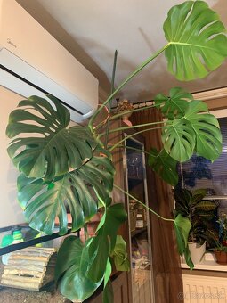 Monstera - 2