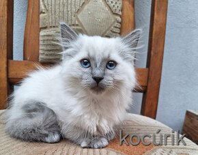 Ragdoll mačiatka - 2