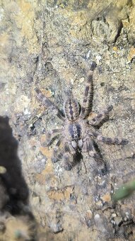 POECILOTHERIA SUBFUSCA LOWLAND - 2