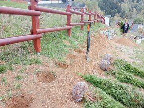 Tuja Smaragd, vavrínovec, červienka - Košice - 2