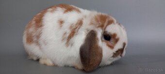 Mini Lop - 2