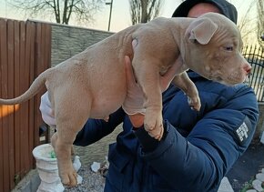 J&K bullys "ponúkame na predaj American bully pocket - 2