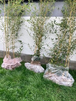 Predám bambus phyllostachys výška pri prevzatí 2,5 - 4 m - 2