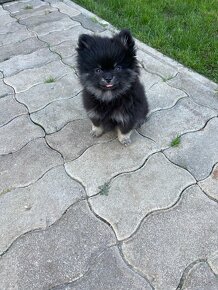 Špic, trpasličí špic, oranžový špic, pomeranian - 2