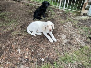 Labrador šteniatka - 2