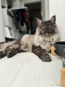 Maine coon Mainská mývalia kocúrik na krytie - 2