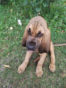 Bloodhound (Chien de Saint-Hubert) - 2