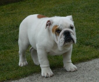 Anglický bulldog - 2