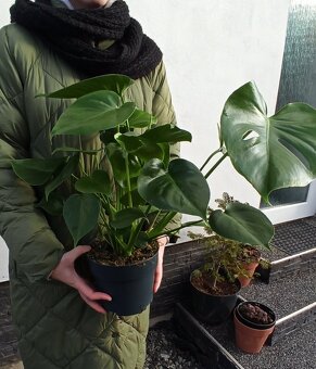 Monstera Deliciosa (možnosť poslať) výška 60-70 cm - 2